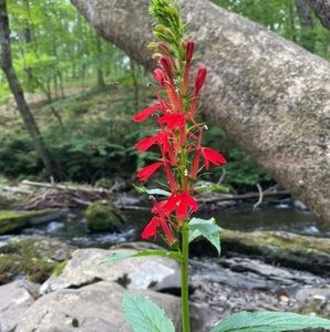 Meet your Posher, Gurung g